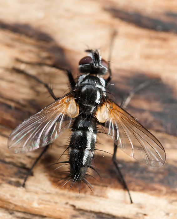 >phyllomyia volvulus