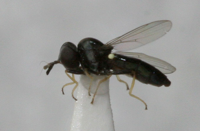 Chloropidae: Neoloxotaenia gracilis (male) (1)
