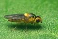 Click to view 1419-dip-chloropidae-thaumatomyia-notata-winkeltal-200706_t1.jpg