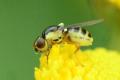 Click to view 2014-09-05-halmfliege02-chloropidae-horuphav-asc2560_t1.jpg