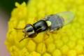 Click to view 2014-09-05-halmfliege02-chloropidae-horuphav-asc2563_t1.jpg