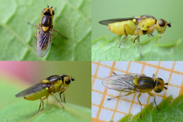 2019-05-07-chloropidae_xxx-an_prunus-schenefeld-spielplatz-ksc8887.jpg