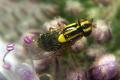 Click to view 6213-6210-dip-chloropidae-thaumatomyia-glabra-spondinig-070805_t1.jpg