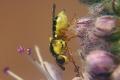 Click to view 6213-dip-chloropidae-thaumatomyia-glabra-spondinig-070805_t1.jpg