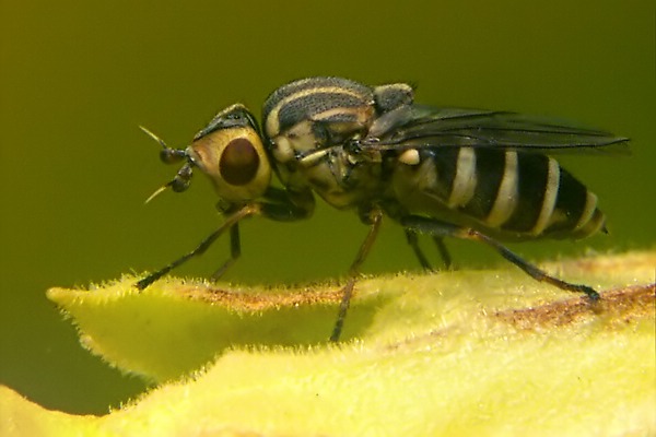 6321-6314-dip-chloropidae-chlorops-strigulus-ahrdorf-010505.jpg