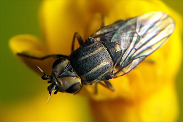 6321-6316-dip-chloropidae-chlorops-strigulus-ahrdorf-010505.jpg