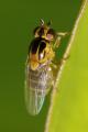Click to view chloropid_t1.jpg