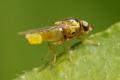 Click to view chloropidphermonesacs_t1.jpg