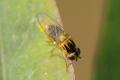 Click to view chloropidpheromonesacs2_t1.jpg