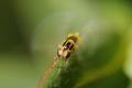Click to view chloropidwingfanning_t1.jpg