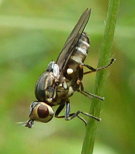 chlorops_strigulus_belgium_09052013_2.jpg