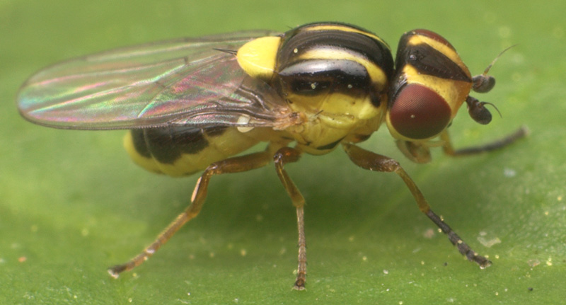 Chloropidae: Thaumatomyia glabra (2)