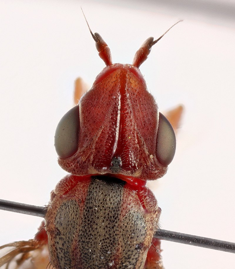 Chloropidae: Eurina lurida (female) (2)