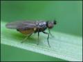 Click to view fly18-6-11c1_t1_1.jpg