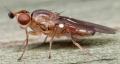 Click to view metopostigma_sp_otracharca82_t1.jpg