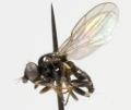 Click to view microceris_trigonella_jf08-0965_t1.jpg