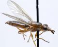 Click to view platycephala_planifrons_t1.jpg
