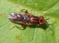 Click to view platycephalaumbracullata1_t1.jpg