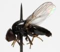 Click to view siphonella_oscinina_jf09-3715_t1.jpg
