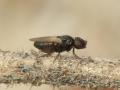 Click to view sulcicollis_t1.jpg