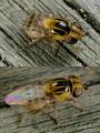 Click to view thaumatomiya_notata_female__t1.jpg