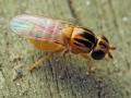 Click to view thaumatomiya_notata_female_t1.jpg