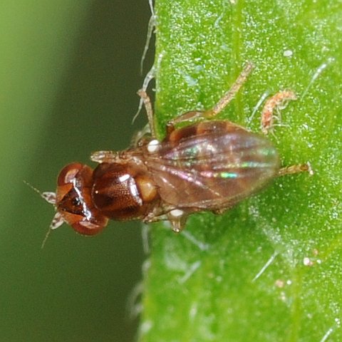 thaumatomyia.jpg