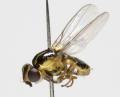Click to view thaumatomyia_glabra_jf08-1210_t1.jpg