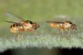 Click to view thaumatomyia_notata_t1.jpg