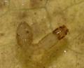 simulium_larva_pf8206_t1.jpg