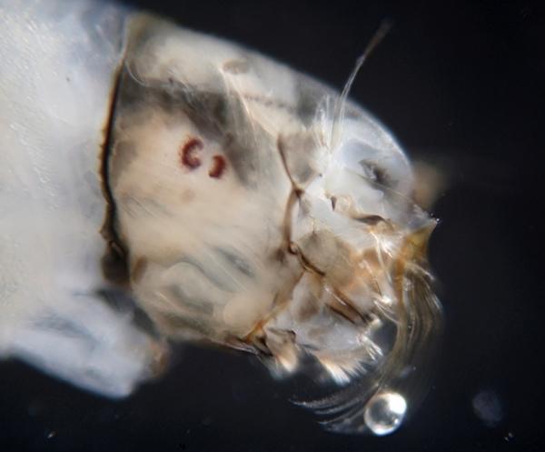 simulium_larva_pf8207.jpg