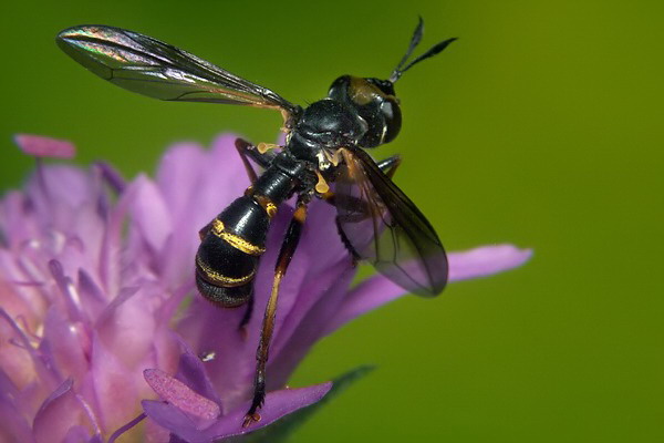 0575-dip-conopidae-leopoldius-calceatus-martawald-090804.jpg