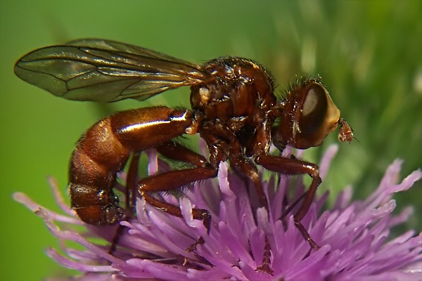 7659-dip-conopidae-sicus-ferrugineus-female-littard-220704.jpg