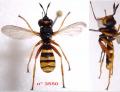 conops-ceriaeformis-male_t1.gif