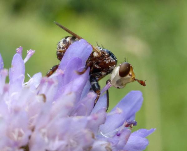 myopa-2diptera.jpg