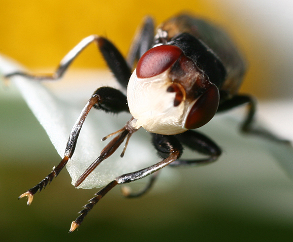 Conopidae: Myopa occulta (4)