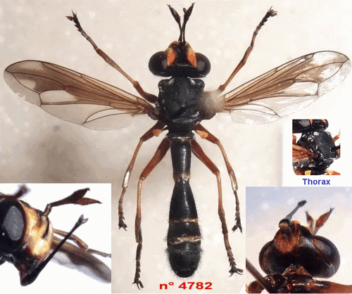 physocephala-forum.gif