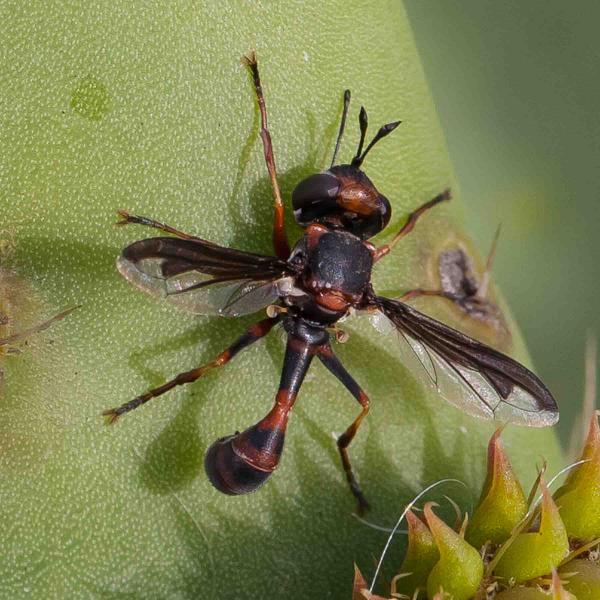 physocephala_biguttata_m_la_palma_20130315.jpg