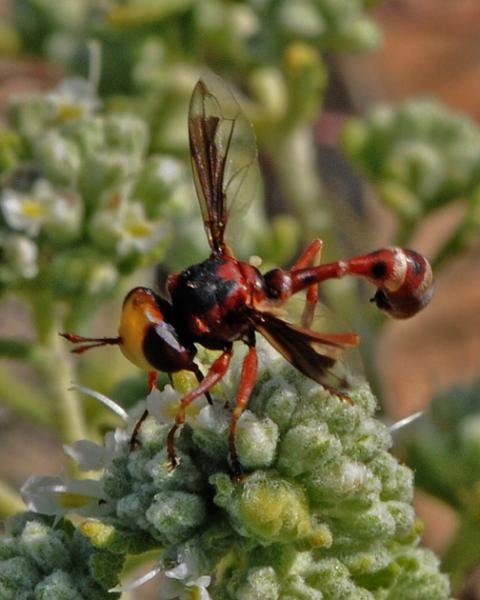 physocephala_maroc.jpg