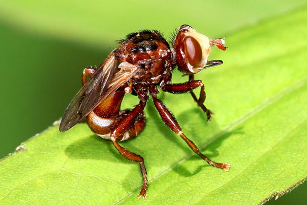 sicus-ferrugineus-1.jpg