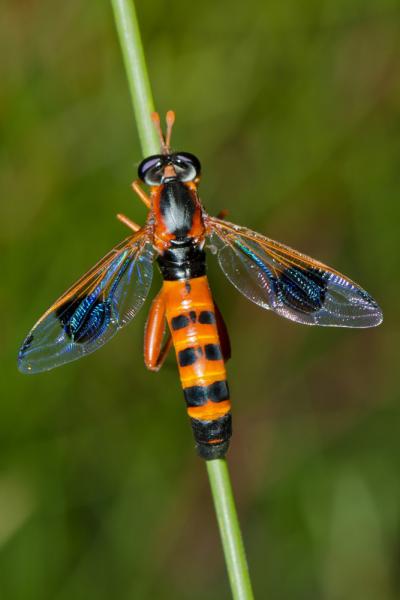 miltinus_maculipennis3.jpg