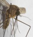 20110419_mosquito_k5_0441_t1.jpg