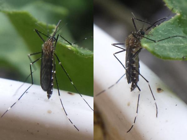 20180912_131608_aedes_21808_f.jpg