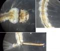 culexpipienslarva_t1.jpg