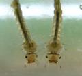 culexpipienslarvae_t1.jpg