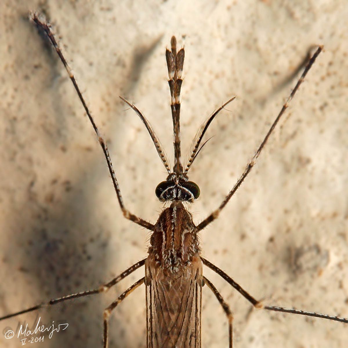 culiseta_longiareolata_3_1.jpg