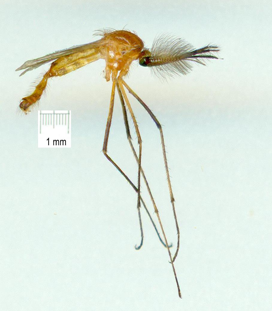 Culicidae: Coquillettidia xanthogaster (male) (1)