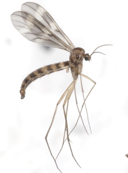 ditomyia_fasciata_male_a3538_pf9034.jpg