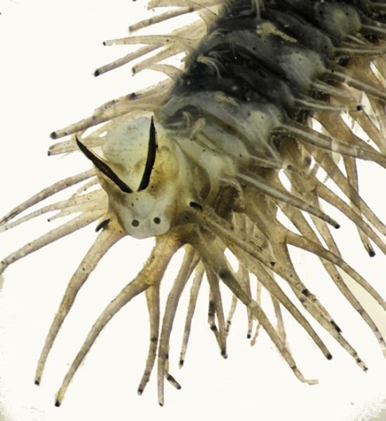 phalacrocera_replicata_larva_caudal_800.jpg