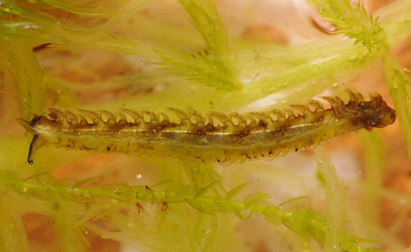 triogma_trisulcata_larva_pl8900.jpg